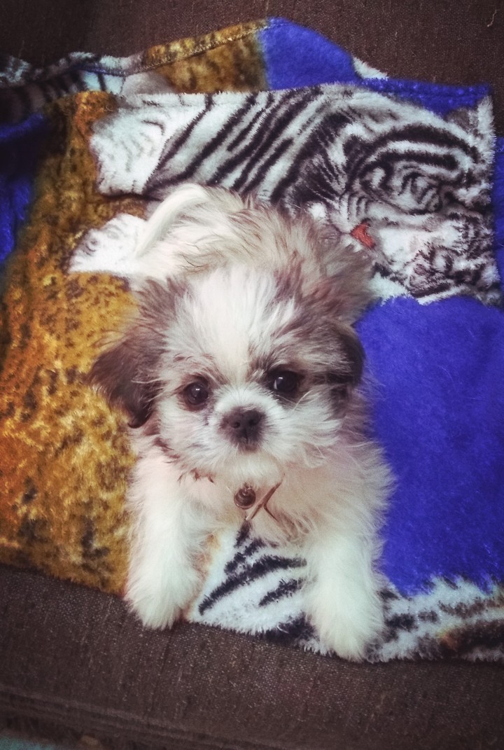 Miley 2 meses