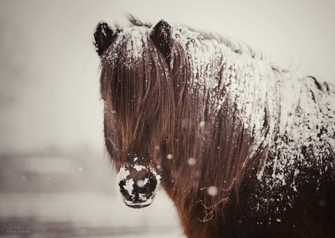 beautiful horse