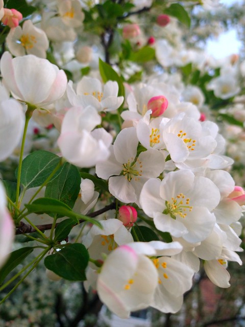flowers