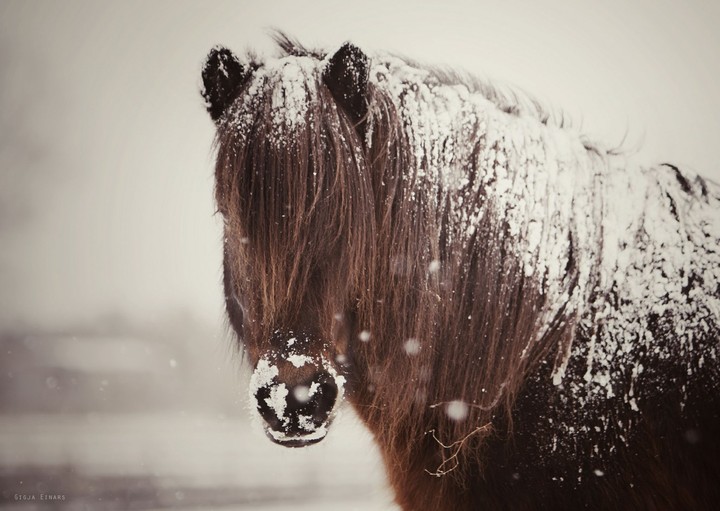 beautiful horse