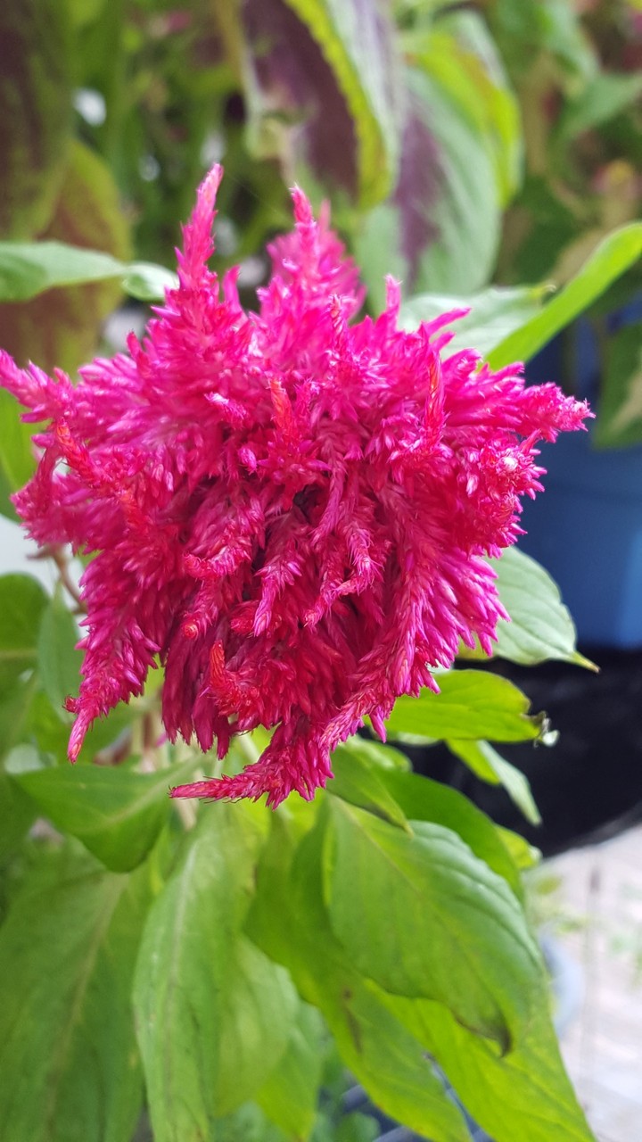 Celosia