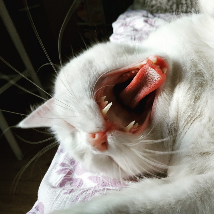 fierce kitty
