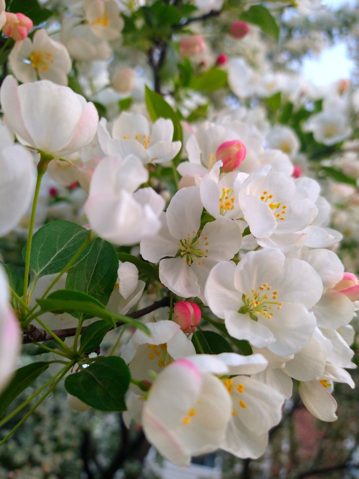 flowers