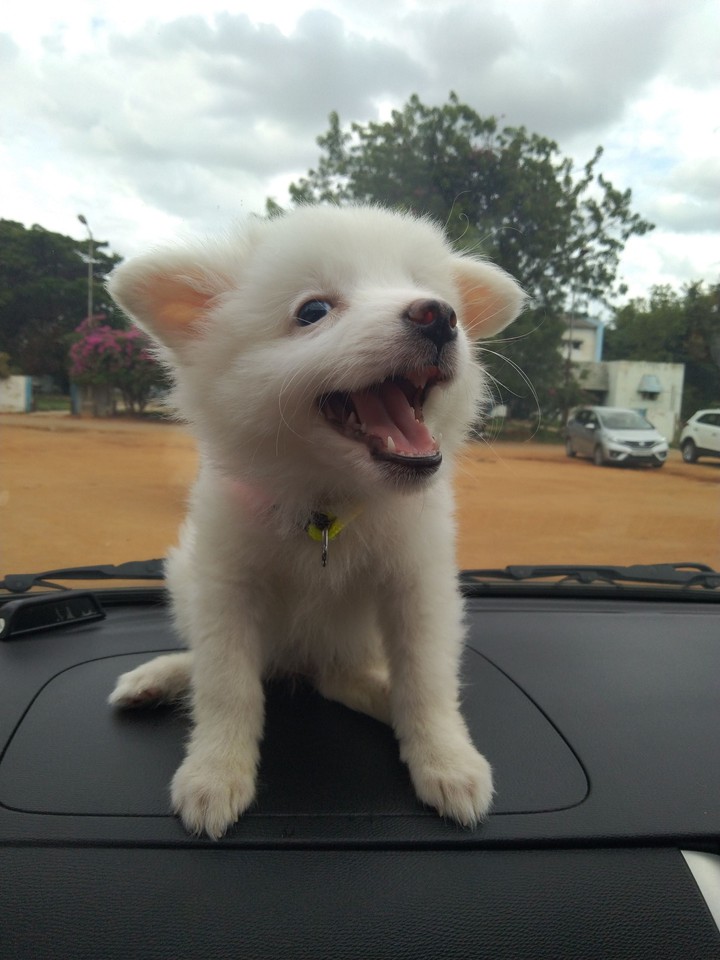 cute puppy shadow