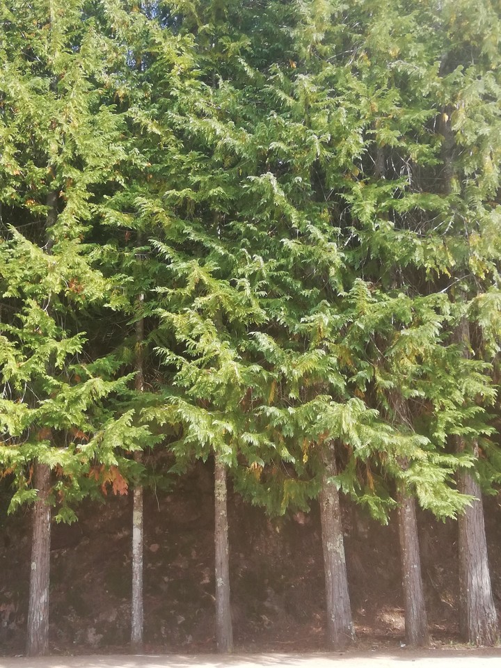 trees