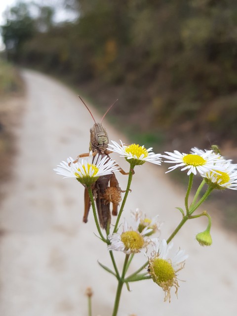 메뚜기