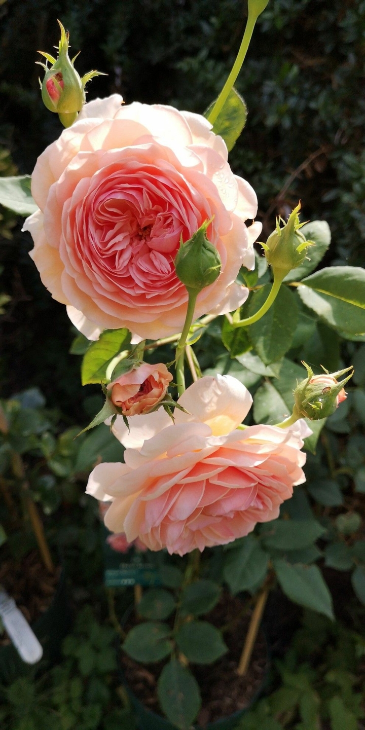 roses