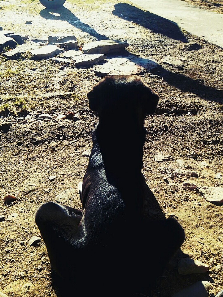 Dog