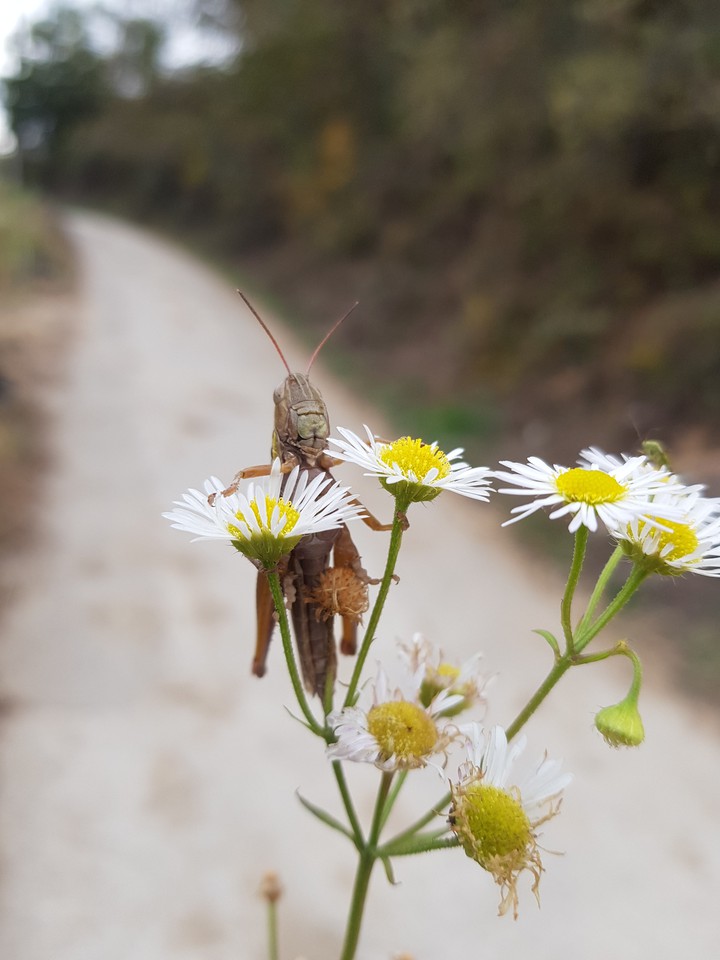 메뚜기