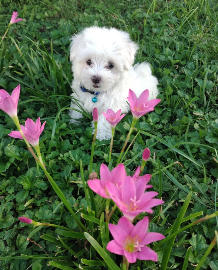 cachorito