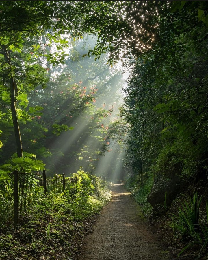 Secret Path