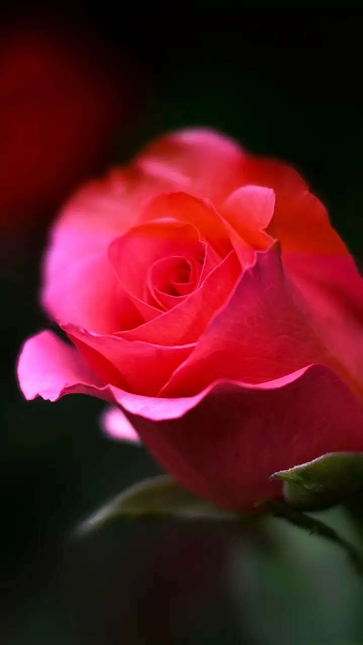 roses