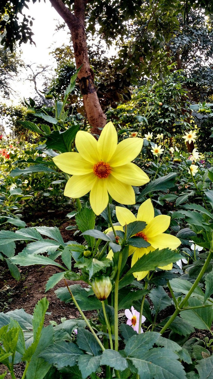 Smiling Flower