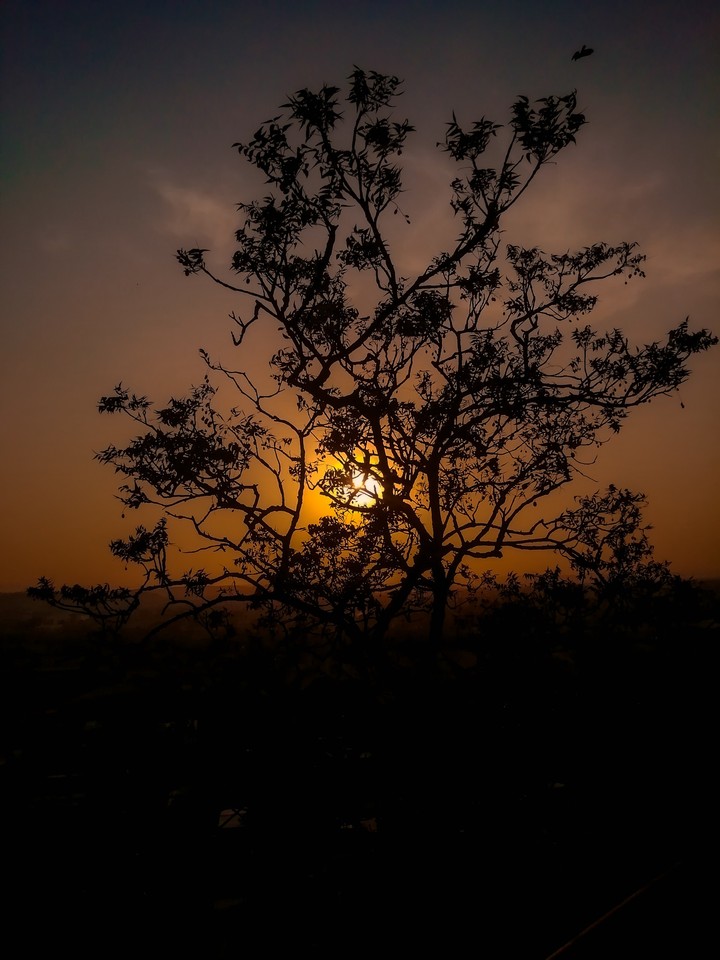 TREE?