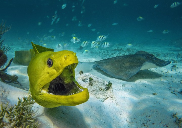 nom