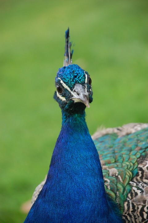bird, 脖子壁纸