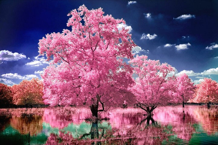 tree Strom