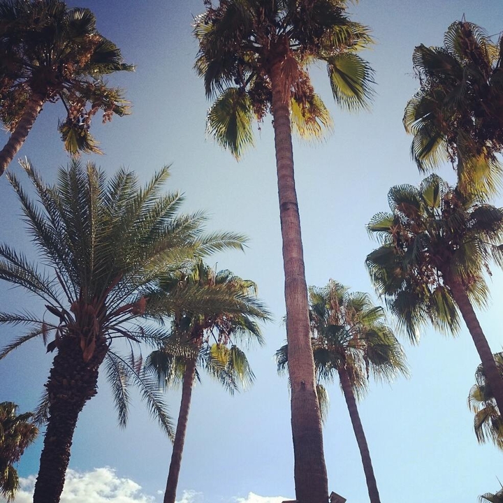 palm 