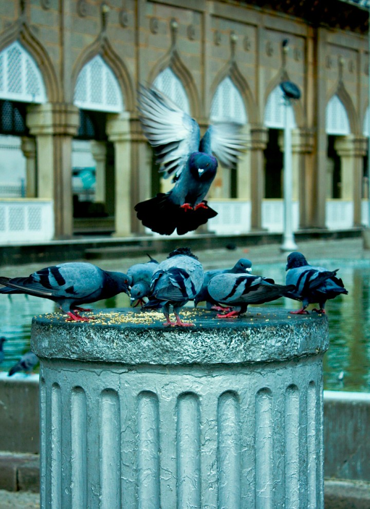Pigeons