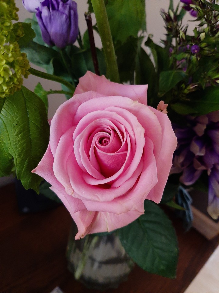 Pink rose
