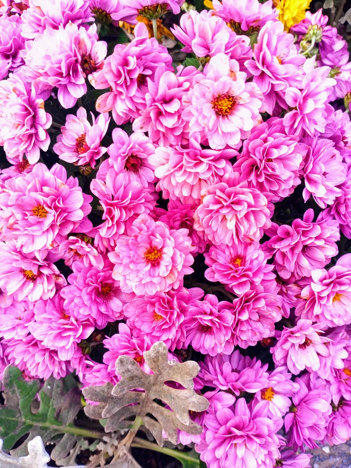 flowers