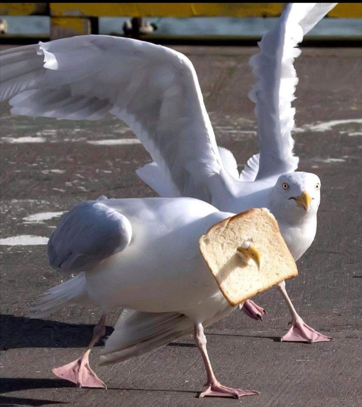 Seagulls