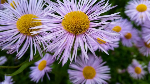 daisy
