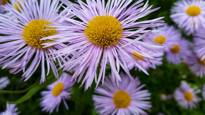 daisy