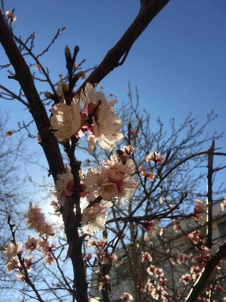 spring