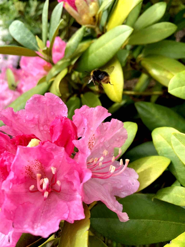 flowerpower