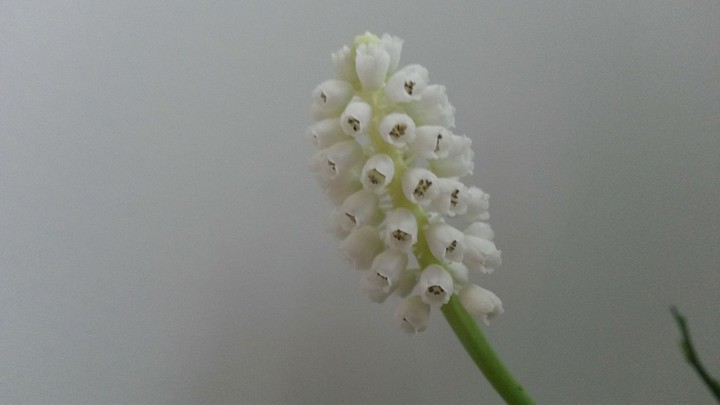 Blume