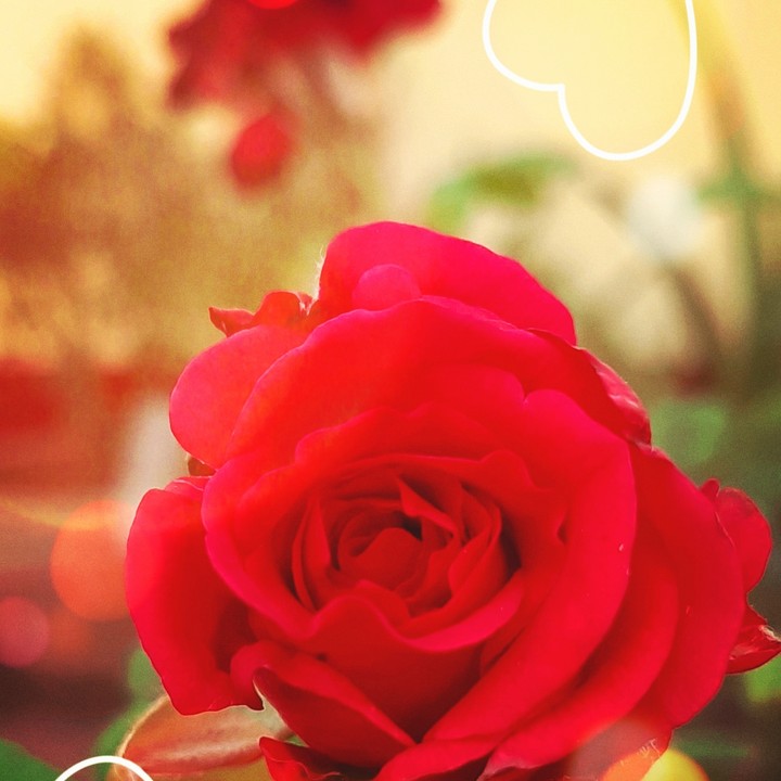rose
