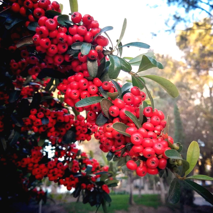frutos