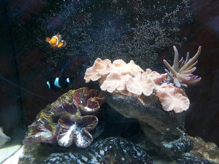 Fish 