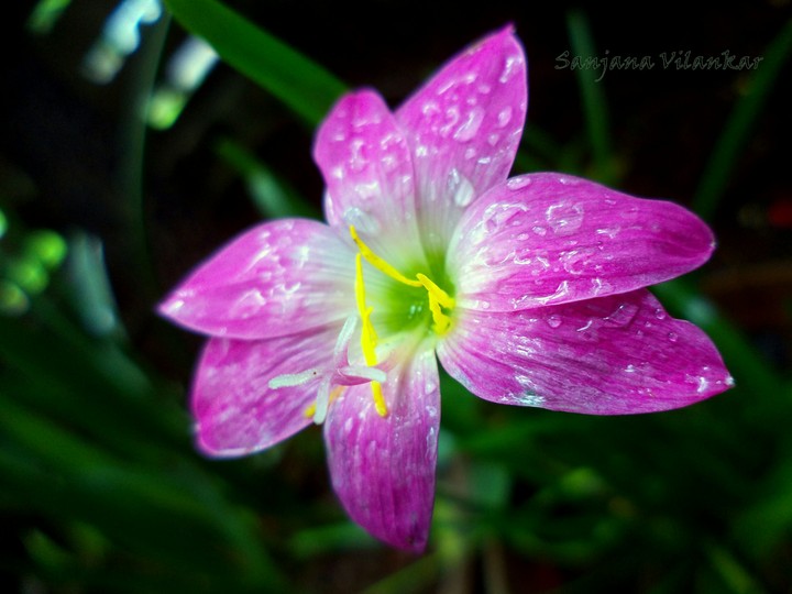 Pink Flower.