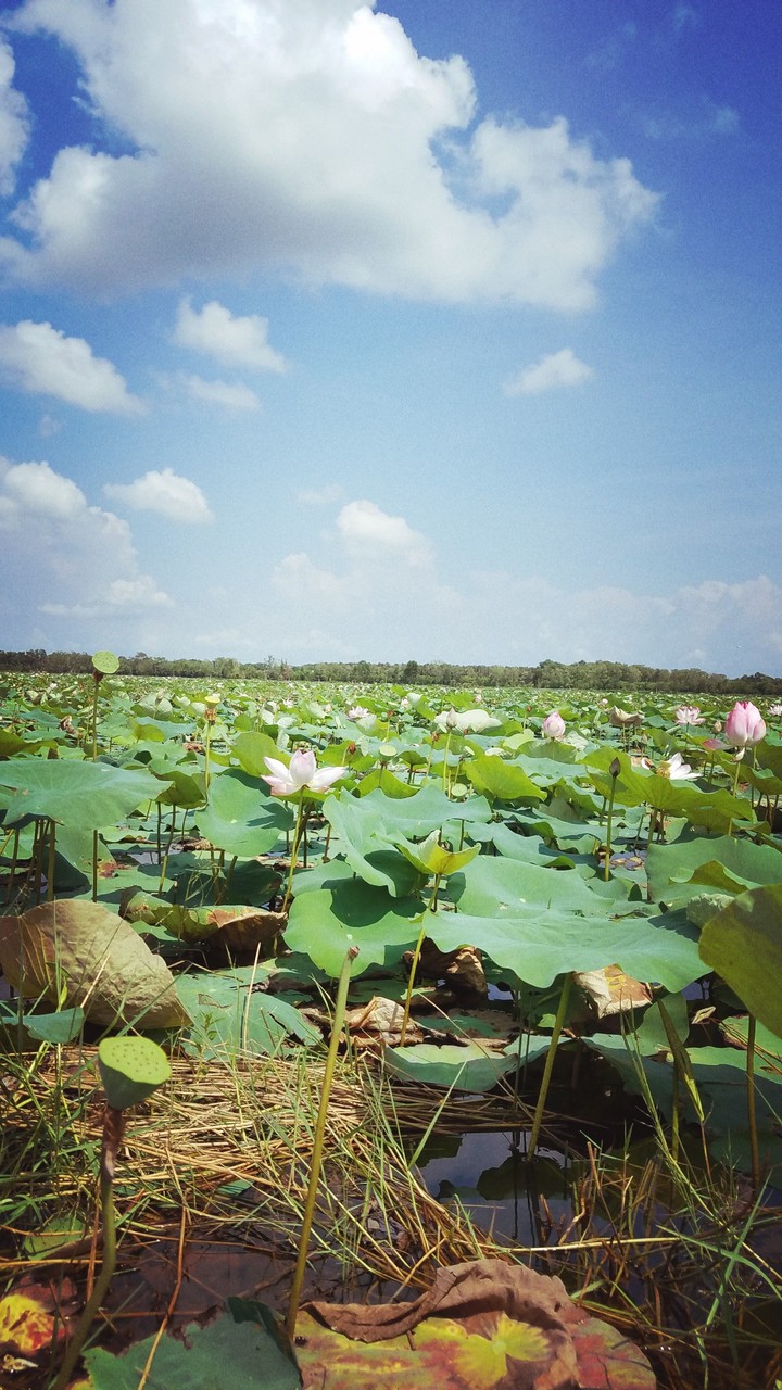 hoa sen