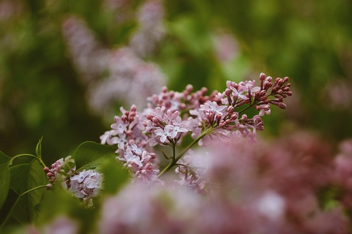 lilac