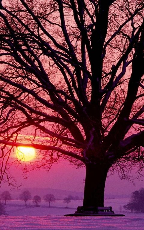 tree