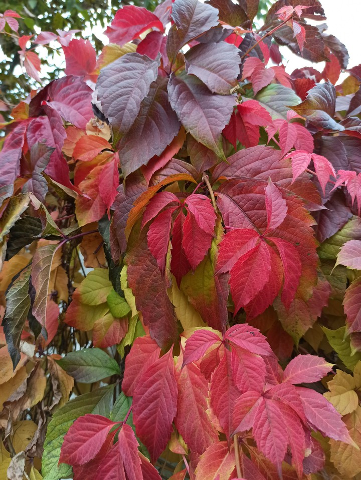 autumn