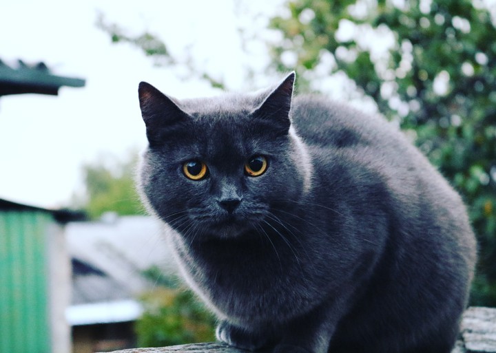 Кошка