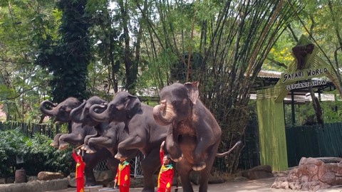 elephant
