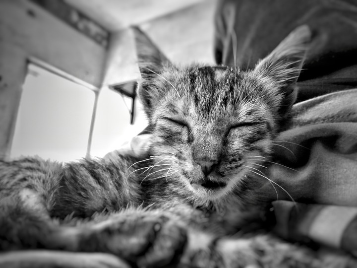 cat chikoo