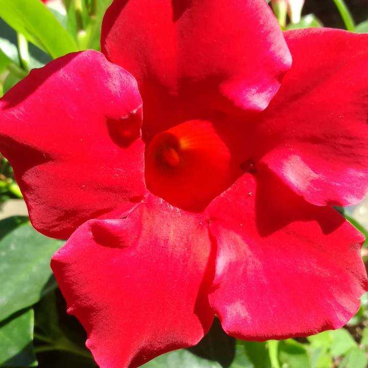 #fiore #rosso #stupendo