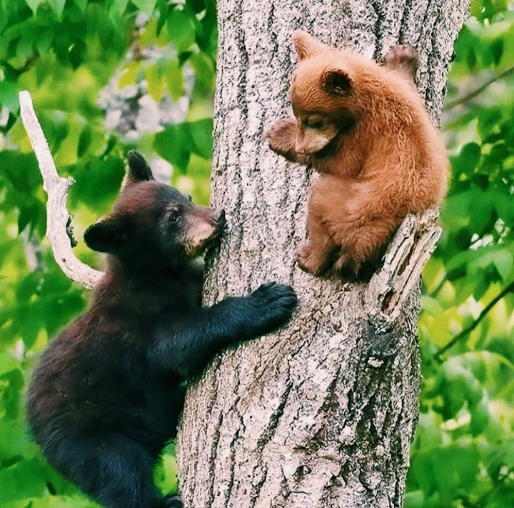 Little Bear
