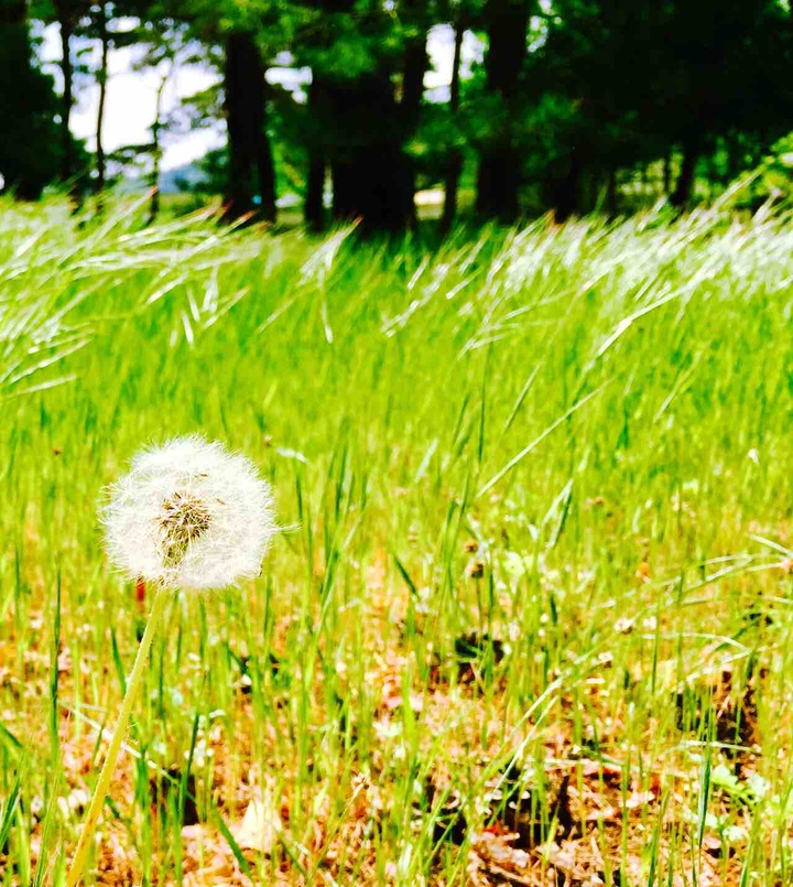 Korea Dandelion