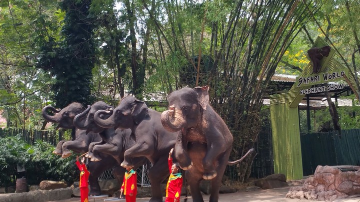 elephant