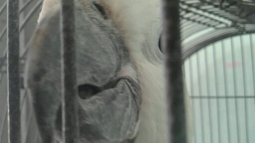 cockatoo