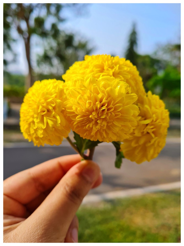 Chrysanthemums