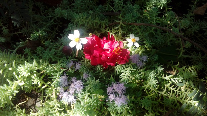 flores