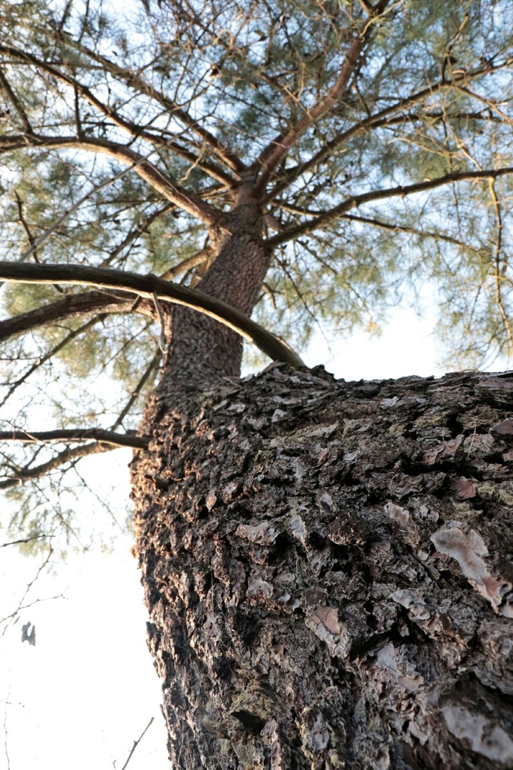 The tree